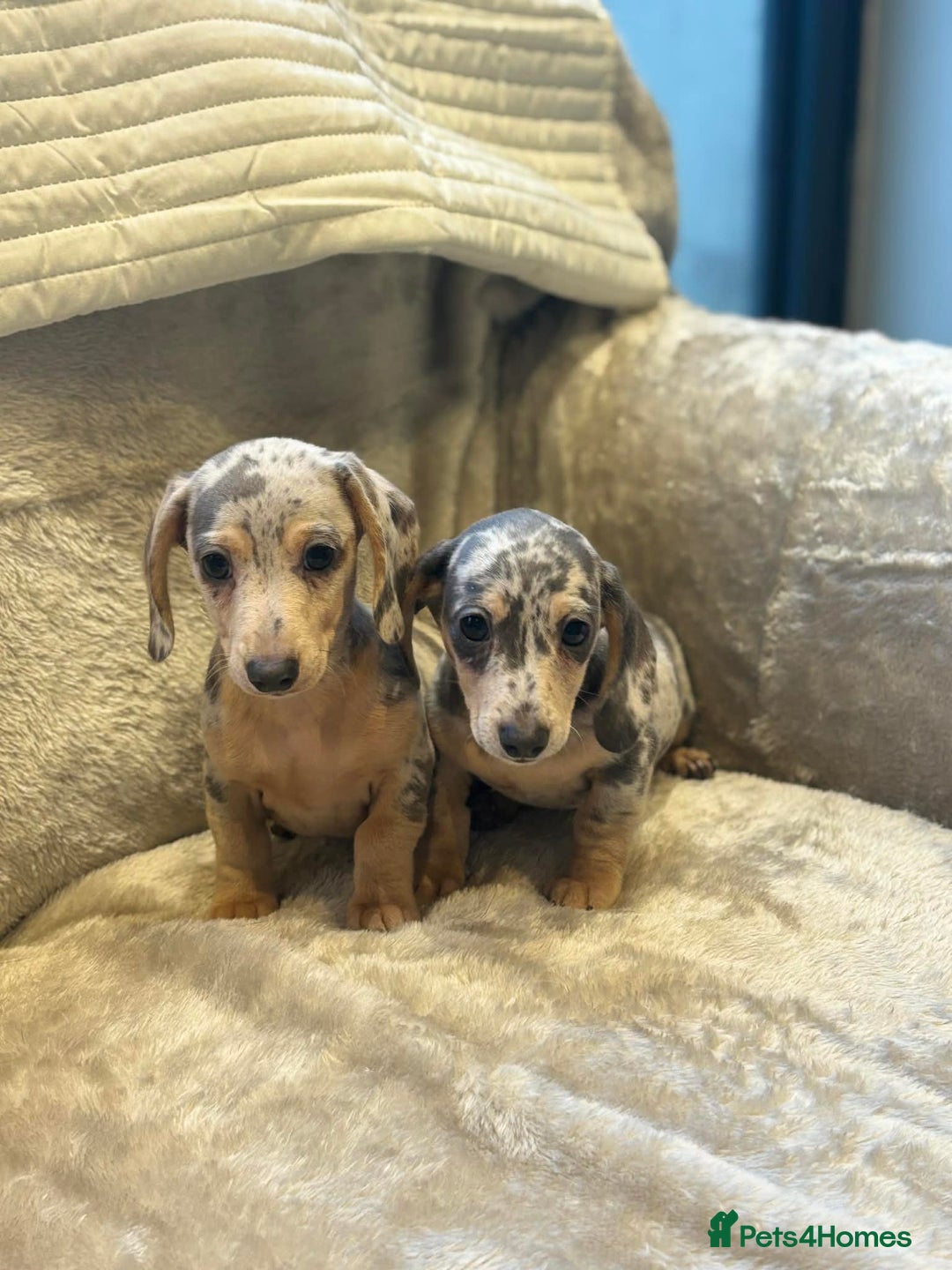 Miniature Dachshund dogs for sale: KC blue & cream dapple miniatu dachshunds last boy - Advert 2