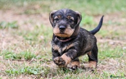 Dachshund dogs for sale: Standard Wire-Haired Dachshund Puppies  - Image 8