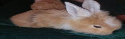 Lionhead rabbits for sale: Lionhead cross kits  - Advert 6