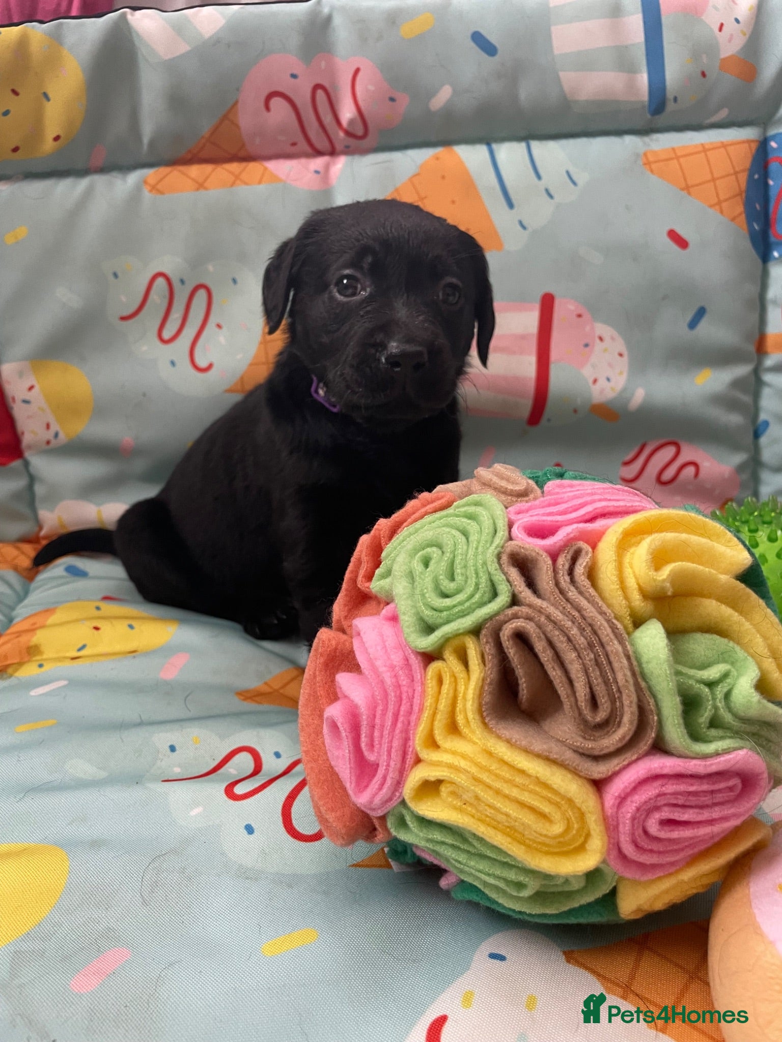 Labrador Retriever dogs 1 male 1 female Beautiful Labrador puppies left   - Advert 10