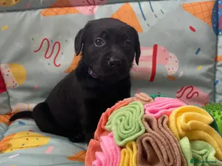 Labrador Retriever dogs 1 male 1 female Beautiful Labrador puppies left - Advert 10
