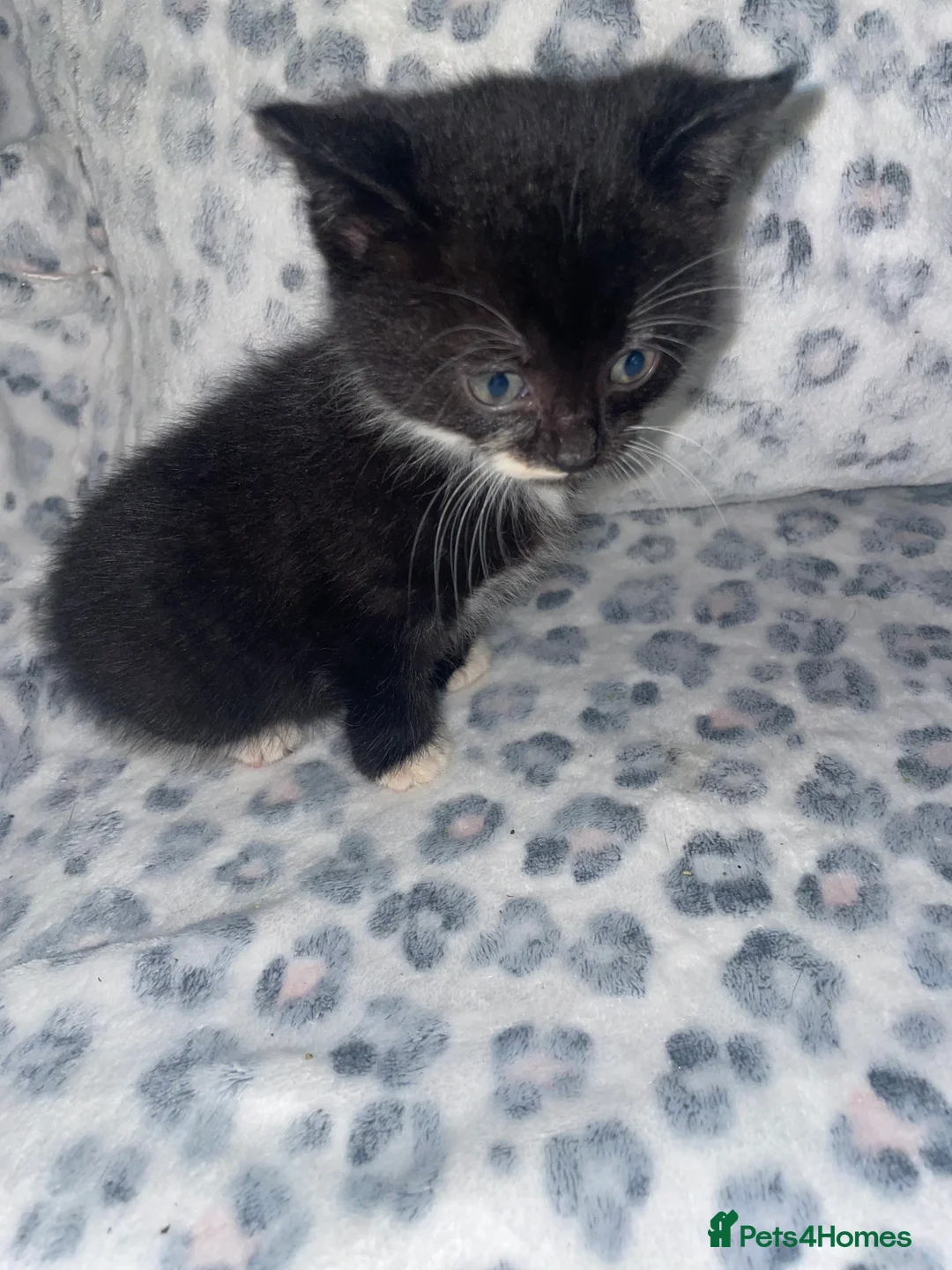 Mixed Breed cats for sale: ready to leave now! black and white kittens - Advert 16
