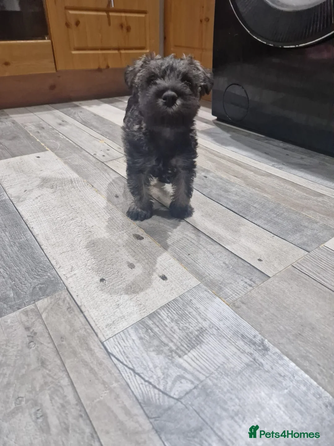 Miniature Schnauzer dogs for sale: One female miniature schnauzer remaining  - Advert 1