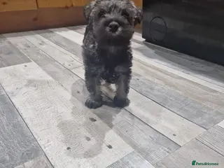 Miniature Schnauzer dogs One female miniature schnauzer remaining - Advert 4