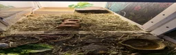 Hermann Tortoise reptiles for sale: Lovely tortoise and vivarium available  in Lichfield - Advert 9