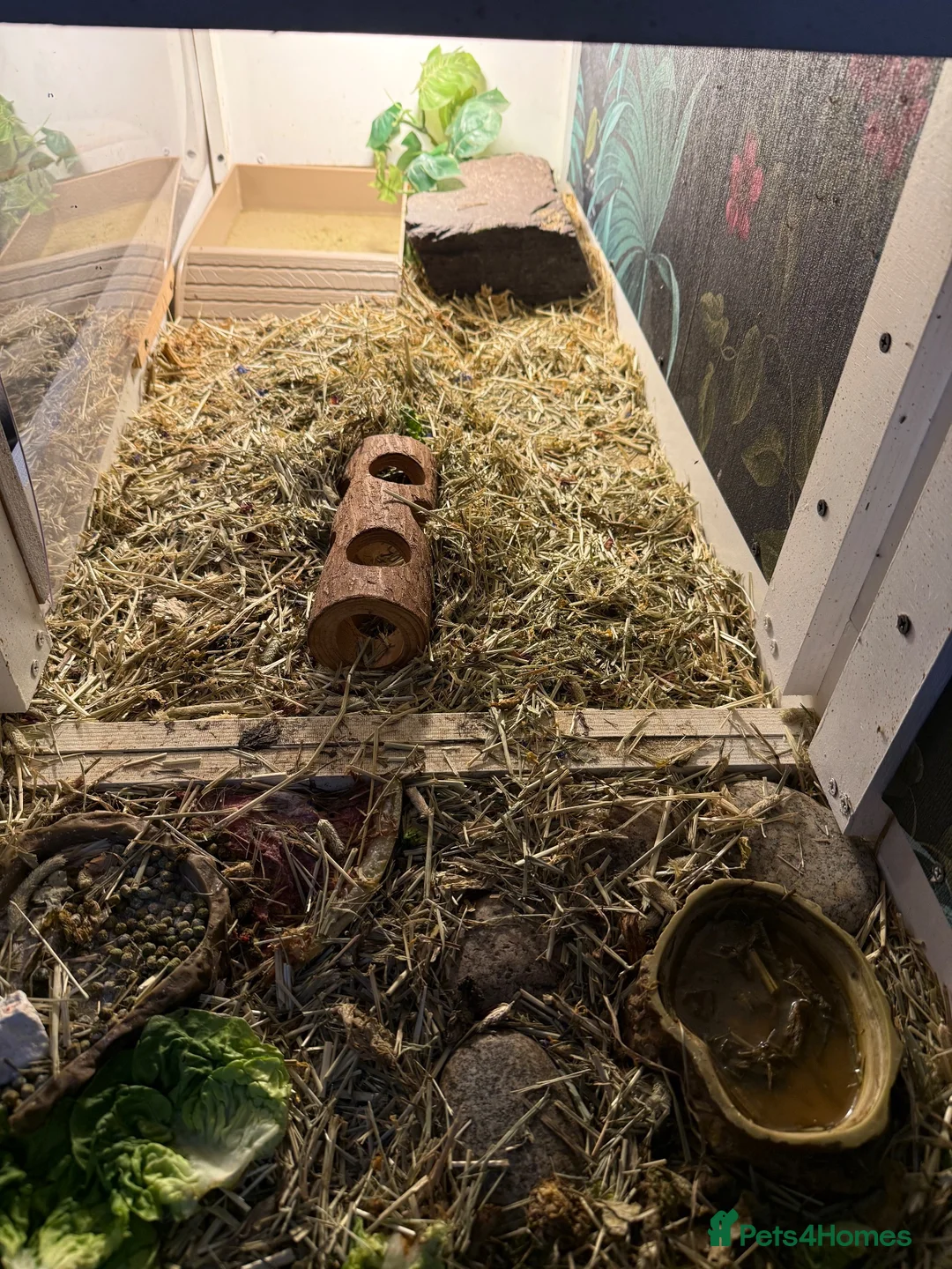 Hermann Tortoise reptiles for sale: Lovely tortoise and vivarium available  in Lichfield - Advert 9