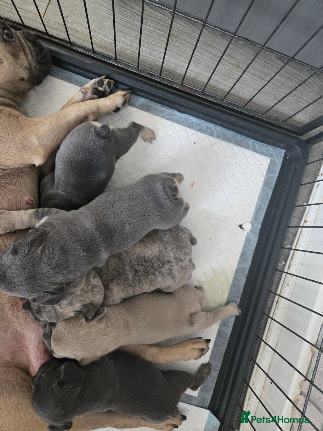 French Bulldog dogs for sale: Beautiful litter of 5 french bulldogs for sale  - Image 5
