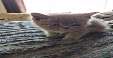 Persian cats - Advert 1