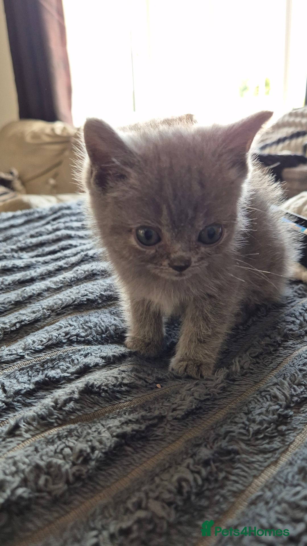 Persian cats for sale: Beautiful persian kittens  - Image 3