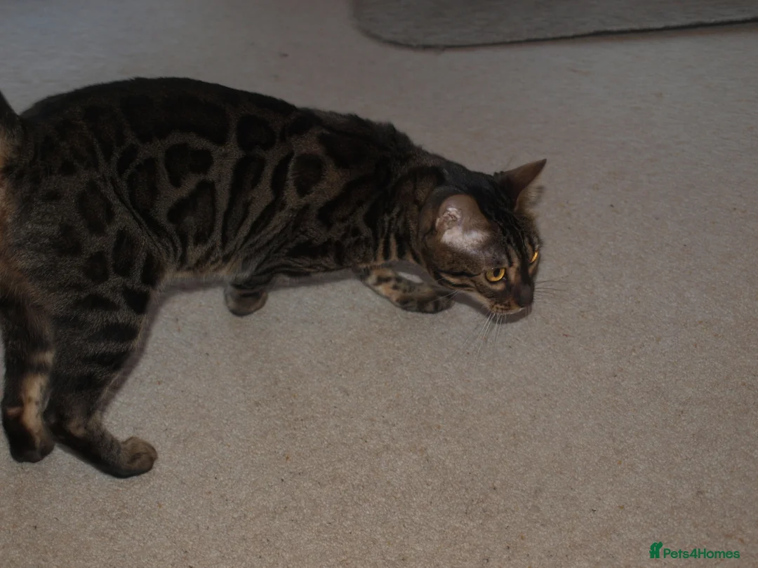 Bengal cats for sale: Stunning Bengal Female Cat - Advert 7