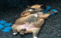 Pomeranian dogs for sale: Gorgeous Pomeranian Puppies, 2 Boys and Two Girls - Image 16