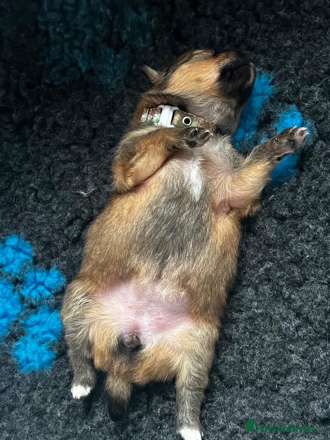 Pomeranian dogs for sale: Gorgeous Pomeranian Puppies, 2 Boys and Two Girls - Image 16