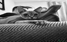 Sphynx cats for sale: Beautiful male sphynx cat - Image 2