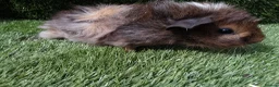 Guinea Pig rodents for sale: ABYSSINIAN BOYS - Advert 15
