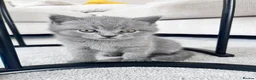 British Shorthair cats for sale: Lovely British Shorthair Kittens in Rugby - Advert 5
