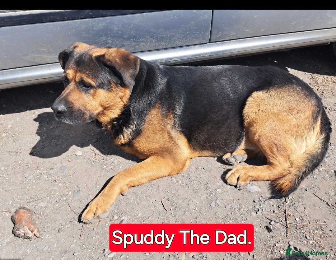 Rottweiler dogs for sale: Stunning Litter Of Shepweiler X Mastiff Pups - Image 33