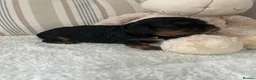 Cavalier King Charles Spaniel dogs for sale: Kc Reg’d, health tested female Cavalier pups - Advert 3