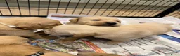 Goldador dogs for sale: Labrador X Retriever puppies   - Advert 4