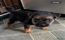 Mixed Breed dogs for sale: Border Terrier x Lakeland Terrier pups - Image 2