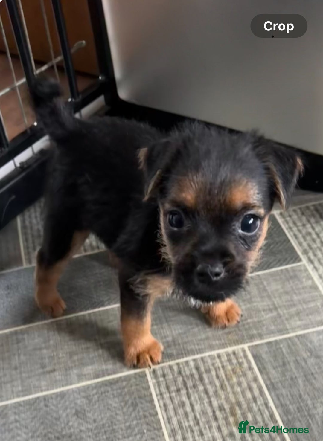 Mixed Breed dogs for sale: Border Terrier x Lakeland Terrier pups - Image 2