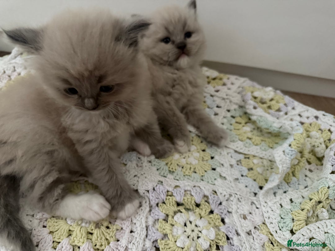 Ragdoll cats for sale: Stunning mink Ragdoll baby’s! 🩶🐱🩶 - Image 12