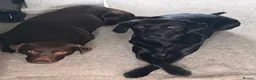 Labrador Retriever dogs for sale: Labrador puppies for sale  in Widnes - Advert 30