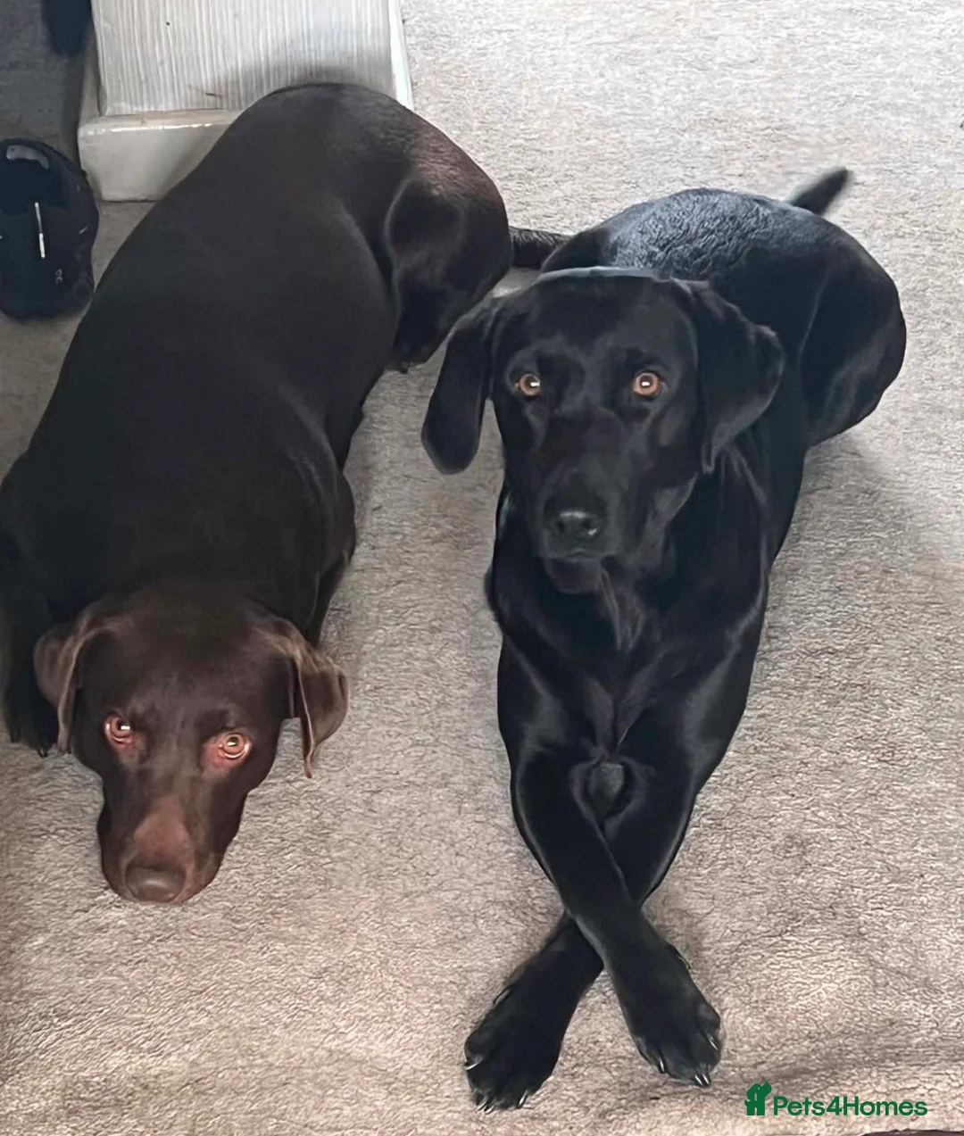 Labrador Retriever dogs for sale: Labrador puppies for sale  in Widnes - Advert 30
