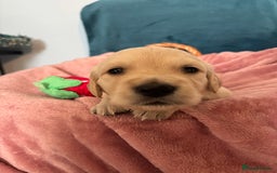 Golden Retriever dogs for sale: Gorgeous Golden Retriever Puppies - Image 9