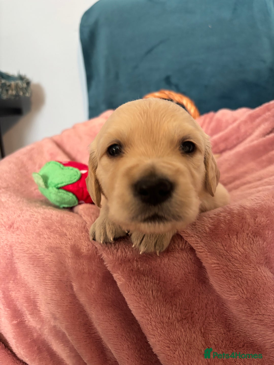 Golden Retriever dogs for sale: Gorgeous Golden Retriever Puppies - Image 9