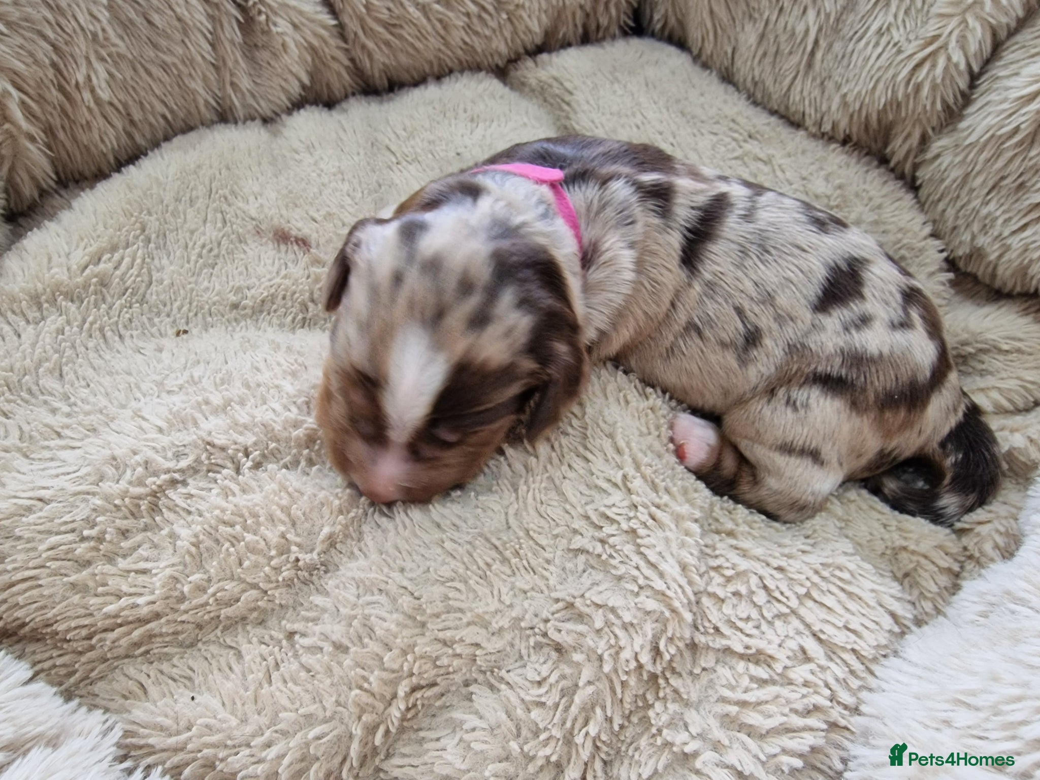 Cocker Spaniel dogs Stunning coloured merle working cocker spaniels  - Advert 1