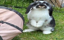French Lop rabbits for sale: French lops in West Malling - Image 2