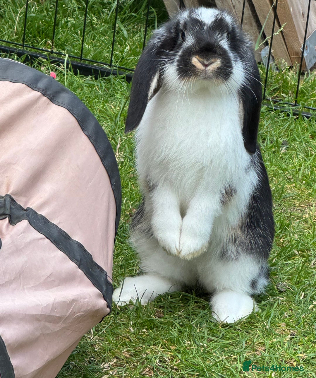 French Lop rabbits for sale: French lops in West Malling - Image 2