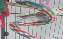 Budgerigars birds for sale: Baby budgies for sale - Image 3
