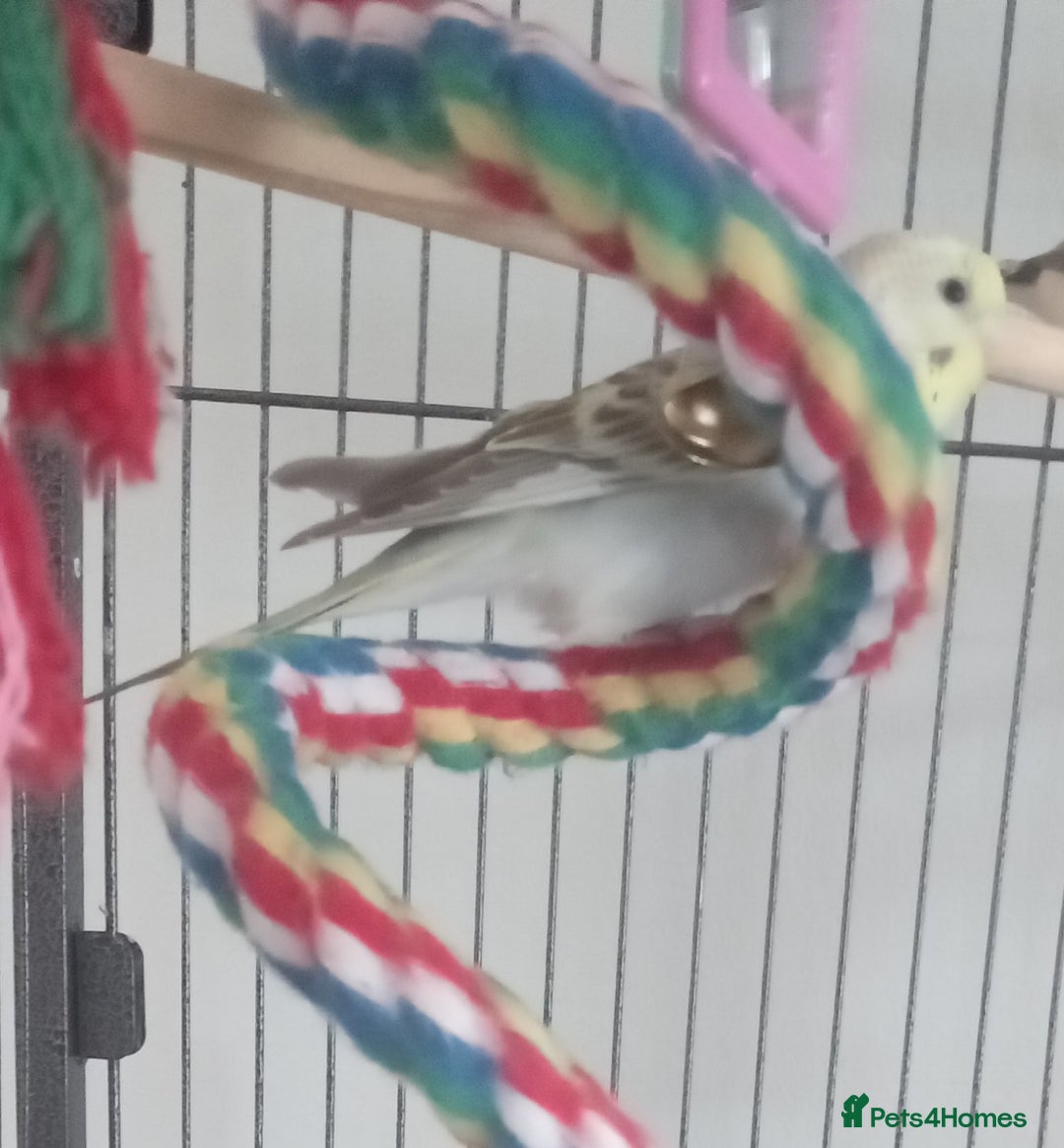 Budgerigars birds for sale: Baby budgies for sale - Image 3