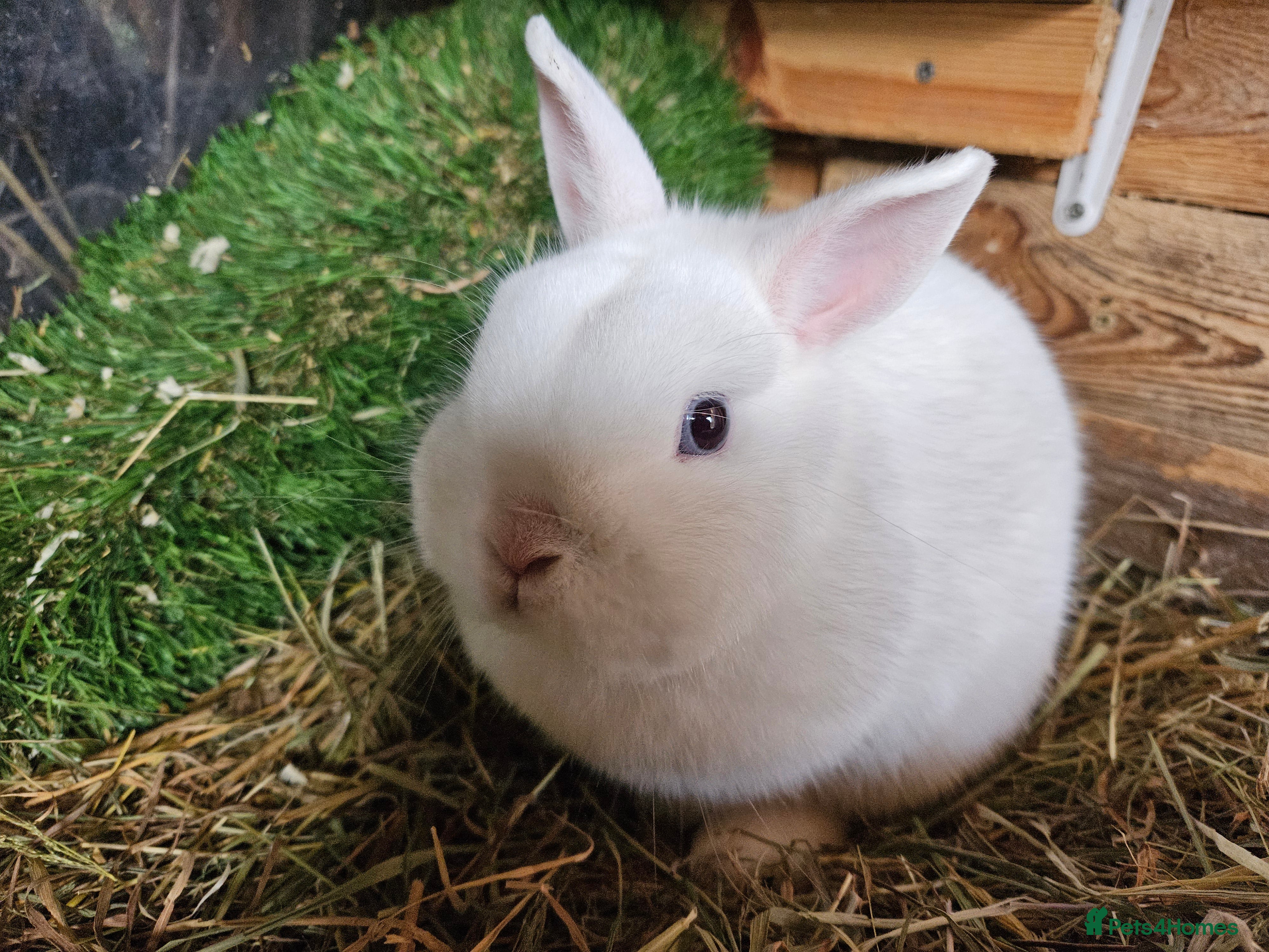 Netherland Dwarf rabbits Blue eyed white netherland - Advert 1