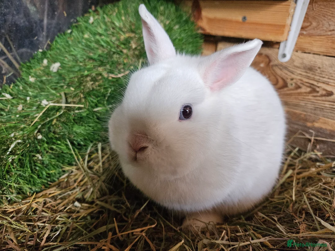 Netherland Dwarf rabbits for sale: Blue eyed white netherland - Advert 1