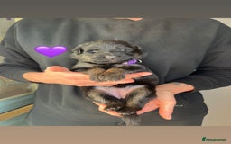 German Shepherd dogs for sale: Beautiful black and gold German shepherd puppies  - Image 3