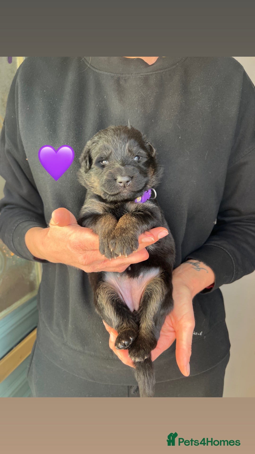 German Shepherd dogs for sale: Beautiful black and gold German shepherd puppies  - Image 3