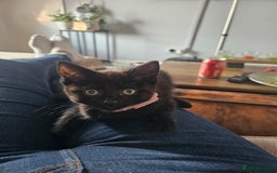 Mixed Breed cats for sale: 4 female kittens looking for forever homes  - Image 5