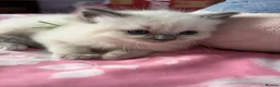 Ragdoll cats for sale: Magical - Advert 9