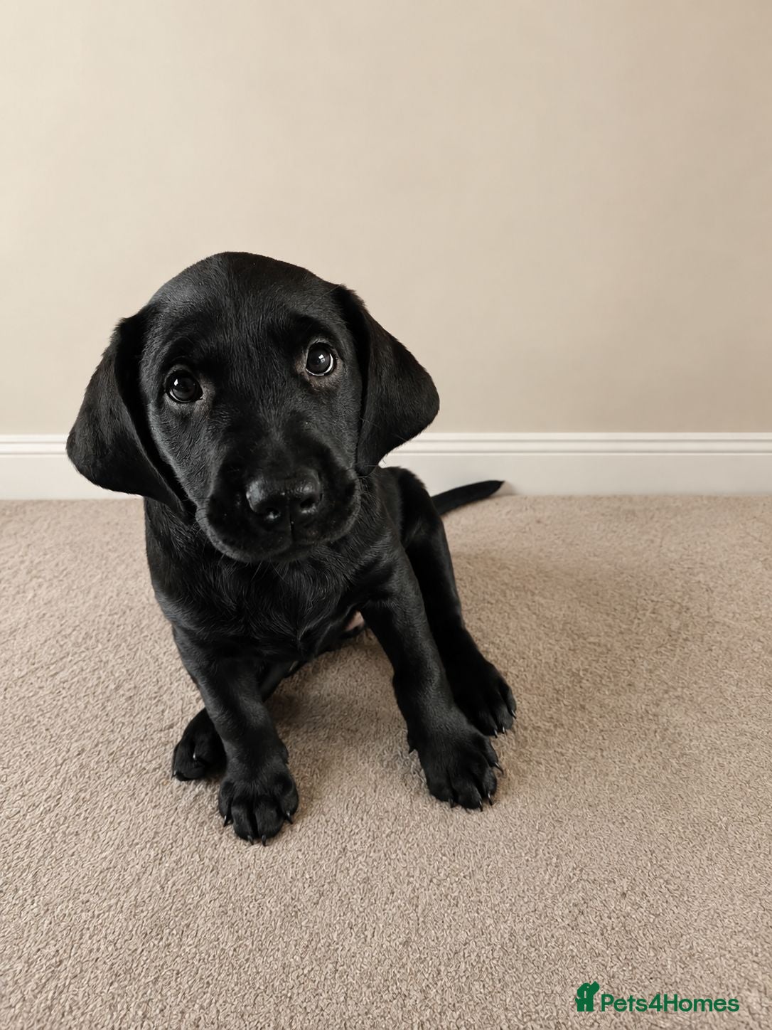 Labrador Retriever dogs Labrador Puppy - Ready Now  - Advert 4