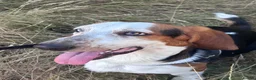Basset Hound dogs for sale: Basset Hound looking for new home in Aberystwyth - Advert 5