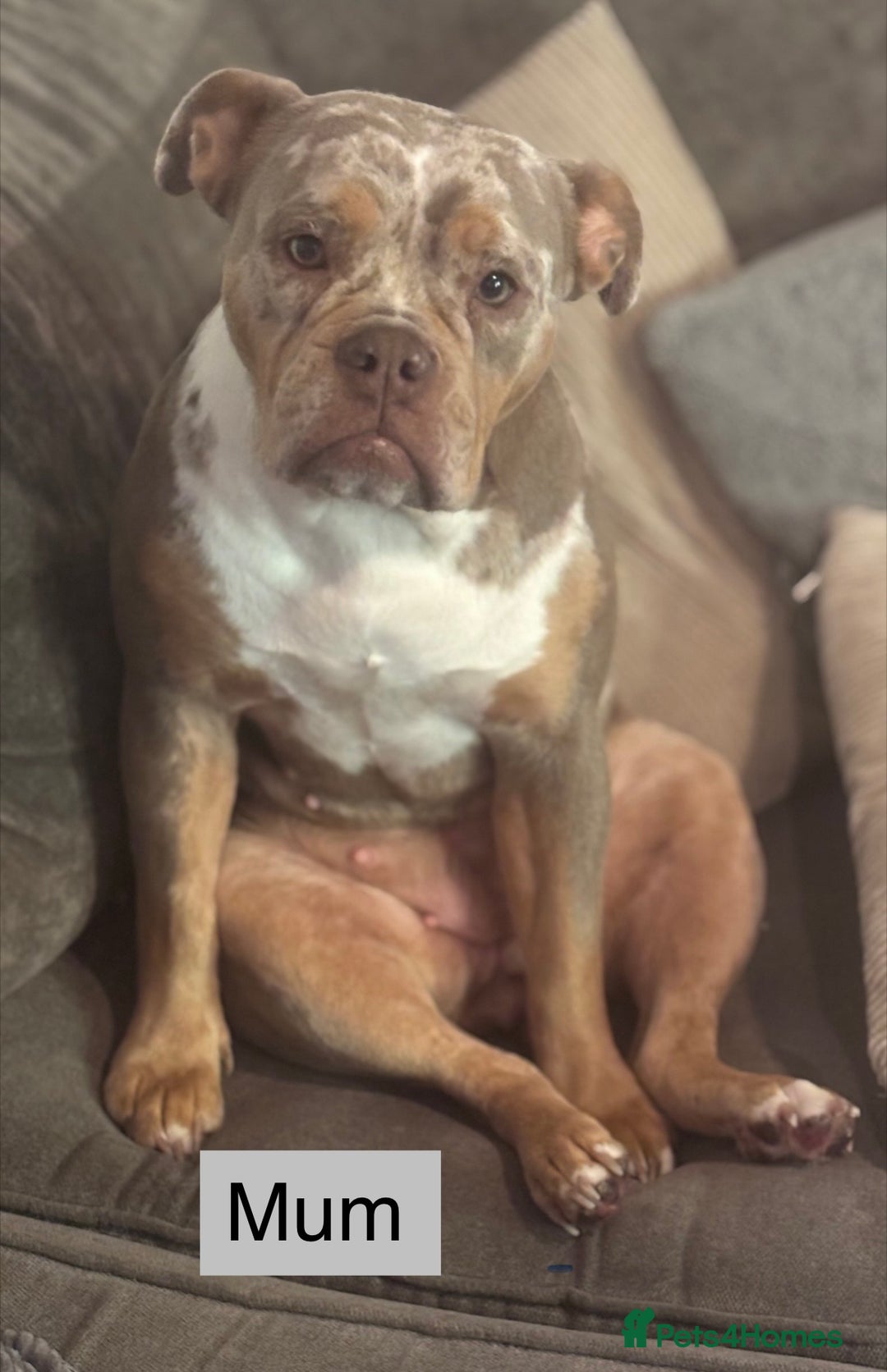 Olde English Bulldogge dogs for sale: Beautiful Olde Tyme English puppies  - Advert 6