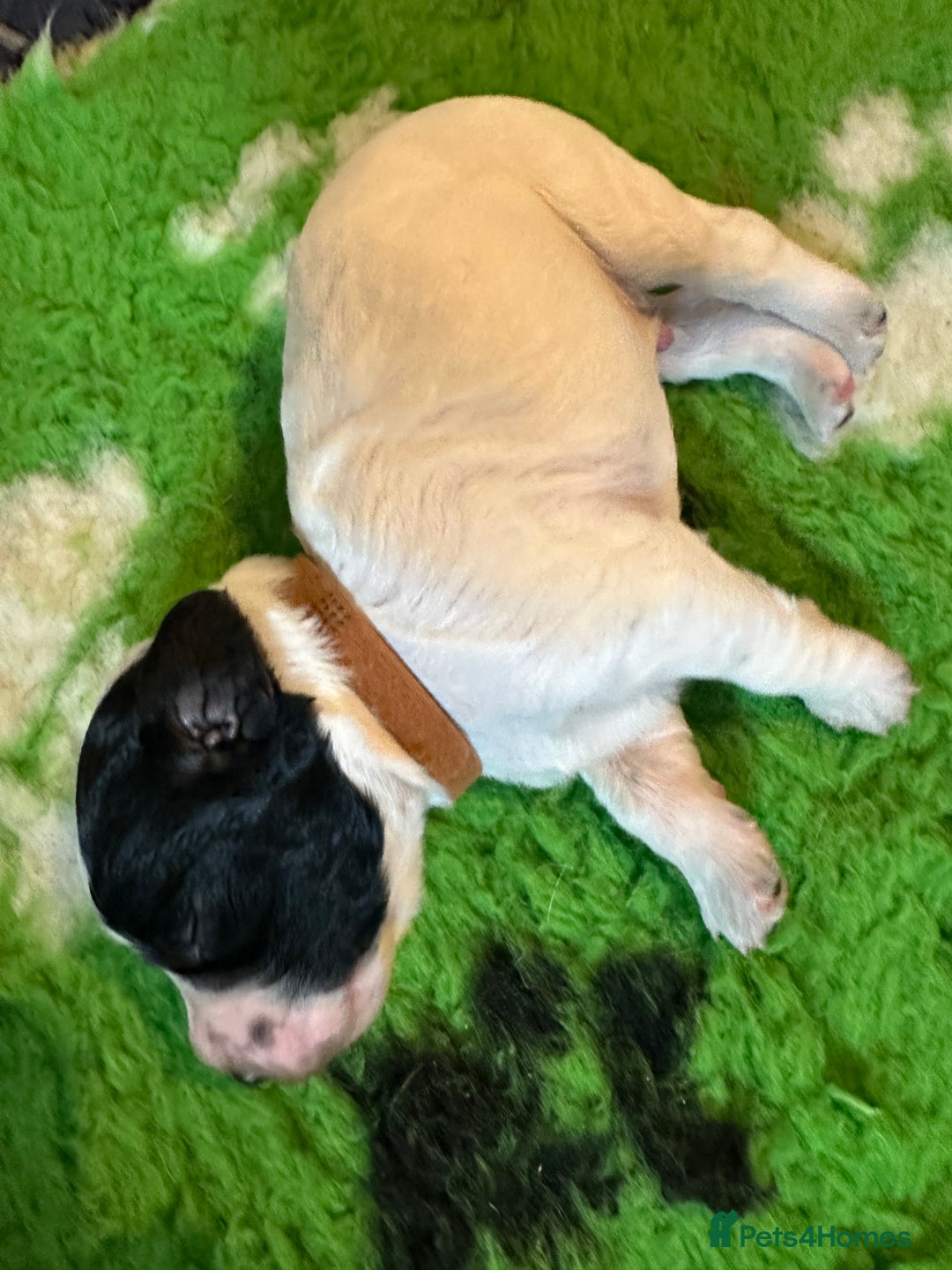 Sprocker dogs for sale: SPROCKER PUPPIES FOR SALE - Image 9