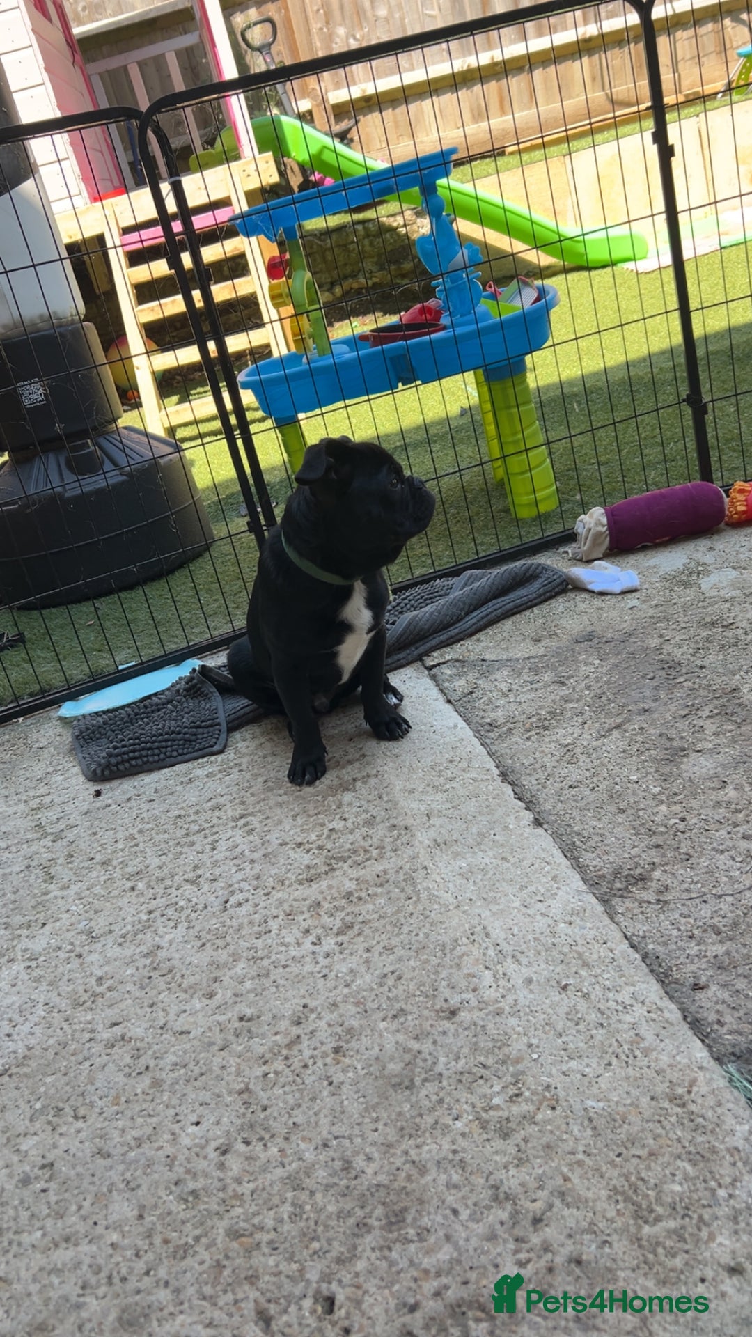 Frug dogs for sale: Male Frug  - Image 4