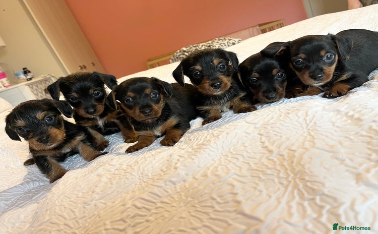 Mixed Breed dogs - Advert 2