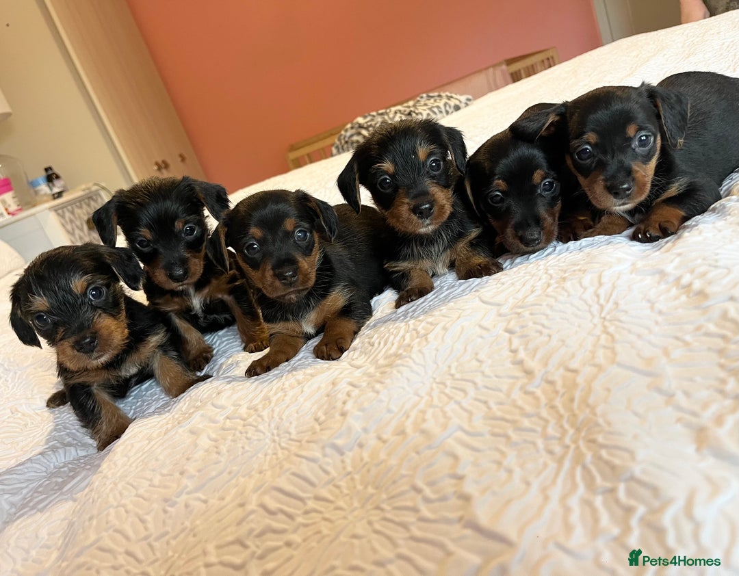 Mixed Breed dogs for sale: Adorable Dorkie puppies  - Image 1