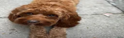 Cavapoo dogs for sale: Cavapoo Puppies ( Fox Red, Black, Black & White) - Advert 6