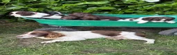 Sprocker dogs for sale: 6 sprocker  - Advert 13