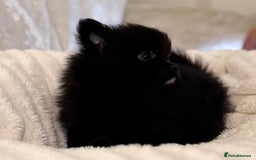 Pomeranian dogs for sale: 🐾 KC Registered Pomeranian Puppies 🐾 - Image 14